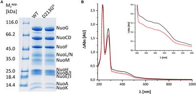 A Quinol Anion as Catalytic Intermediate Coupling Proton Translocation With Electron Transfer in E. coli Respiratory Complex I